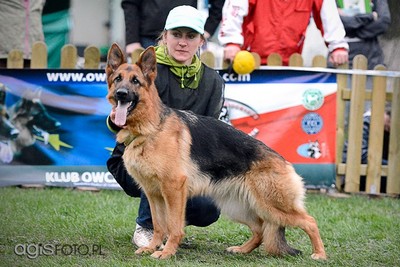 Brawos Bis FCI, hodowla Owczarków Niemieckich, Owczarki Niemieckie