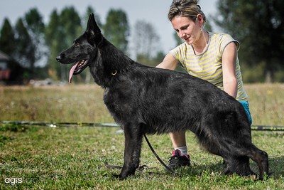 Brawos Bis FCI, hodowla Owczarków Niemieckich, Owczarki Niemieckie